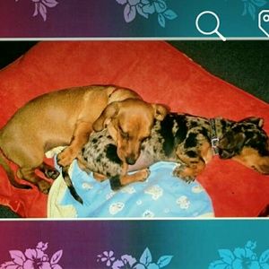 Meet your Posher, Patty